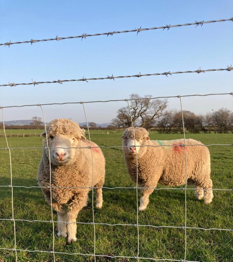 מלון Rhuddlan Abbey Farm Luxury Glamping מראה חיצוני תמונה